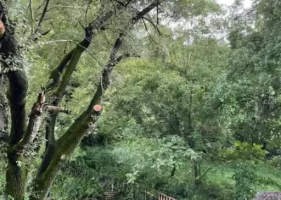 Affordable Local Tree Service