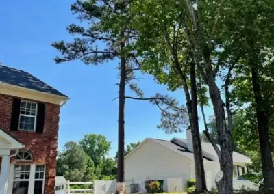 Affordable Tree Expert