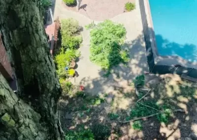 Best Tree Maintenance