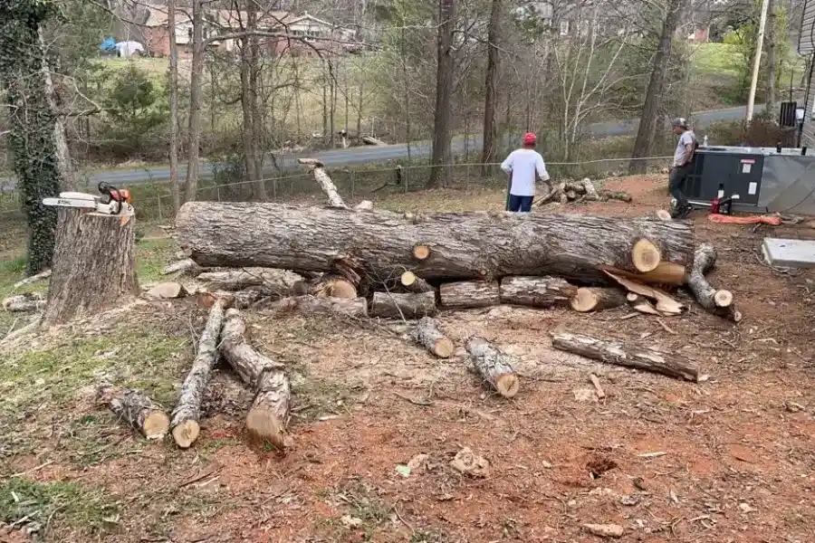 Local Tree Service Provider in Charlotte, NC Your Reliable Tree Expert in Charlotte, NC