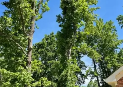 Professional Tree Expert