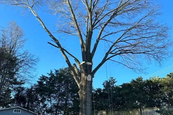Tree Trimming