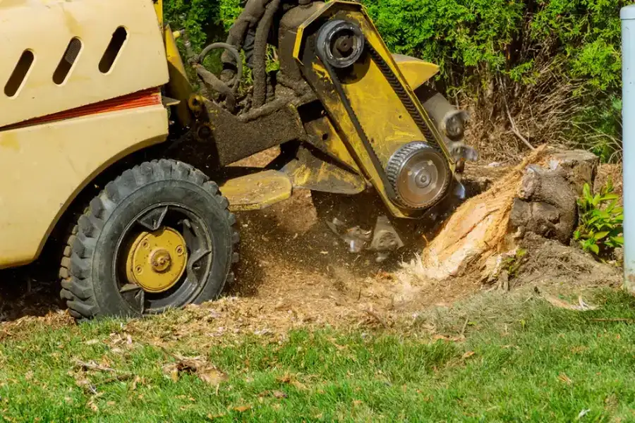 How Stump Grinding Helps Increase Available Space In Your Yard Charlotte, NC How Stump Grinding Helps Increase Available Space In Your Yard Charlotte, NC