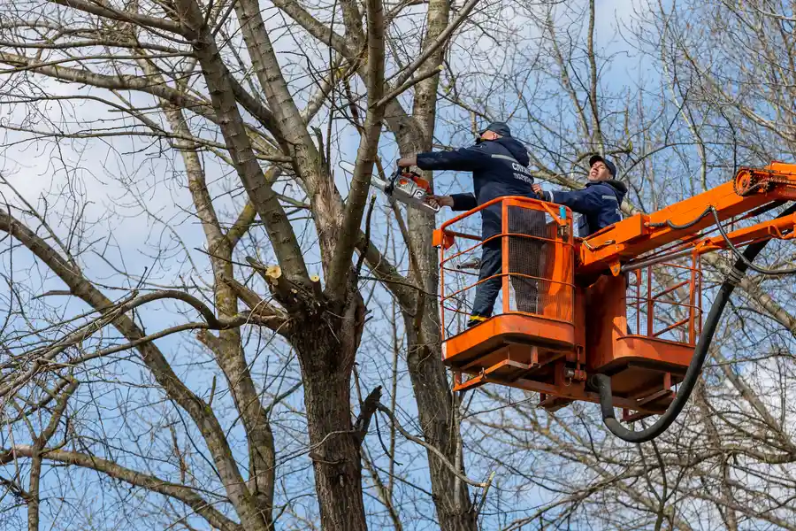 Reliable Tree Removal Charlotte, NC Reliable Tree Removal Charlotte, NC
