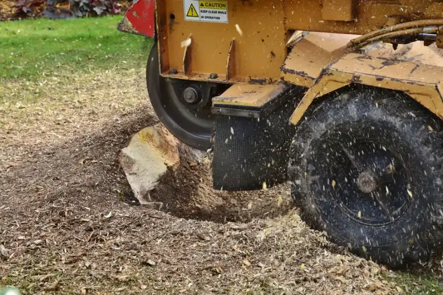 The Environmental Impact Of Stump Grinding And Removal in Charlotte, NC