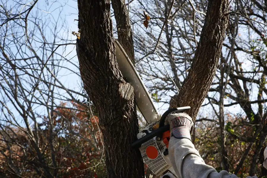 Why Tree Removal Is Essential For Diseased Or Dying Trees Charlotte, NC Why Tree Removal Is Essential For Diseased Or Dying Trees Charlotte, NC
