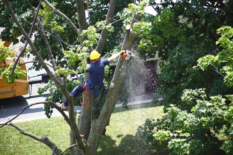 Why Tree Removal Is Essential For Diseased Or Dying Trees in Charlotte, NC Why Tree Removal Is Essential For Diseased Or Dying Trees in Charlotte, NC